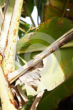 small snake walking on banana leaf