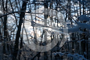 Small snow-covered branches in the evening light