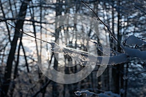 Small snow-covered branches in the evening light