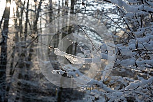 Small snow-covered branches in the evening light