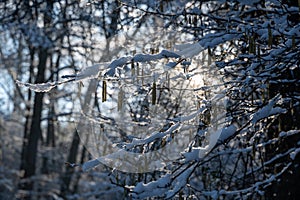 Small snow-covered branches in the evening light