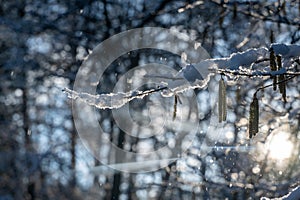 Small snow-covered branches in the evening light