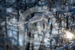 Small snow-covered branches in the evening light
