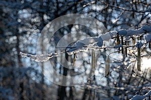 Small snow-covered branches in the evening light