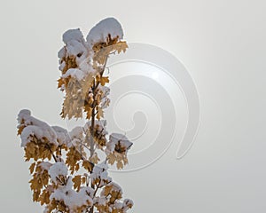 Small snow covered tree branches with autumn leaves in a thick winter fog