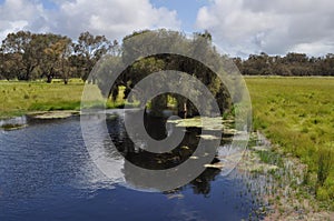 Small soak in paddock with paperbark trees