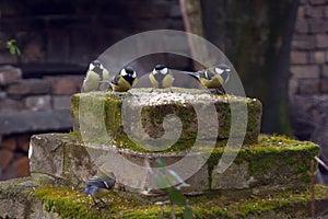 Five small birds,Tit, met on the feeders