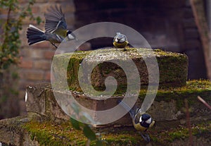 Three birds fly away and land on the feeder.