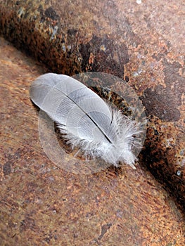 A Small Soft Feather On A Rusty Tractor