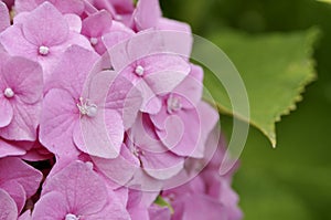 The small soft pink flowers at summer day