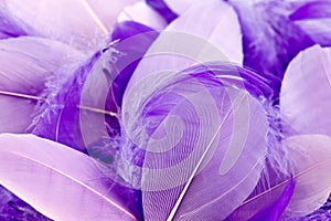 Small soft violet feathers