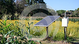 Small solar panels corn field with. Renewable energy and agriculture concept