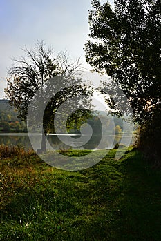 Malý solitér listnatý strom pri rybníku Jelenec Remitaz v popoludňajšom jesennom slnku. Lokalita okres Nitra.