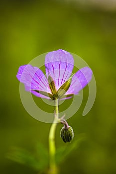 Small solitary pink flower