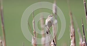 Small song bird Sedge warbler, Europe wildlife