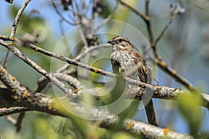 Small song sparrow in tree.