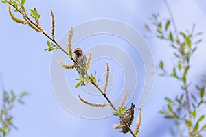 small song spearows eating the seeds out of a tree