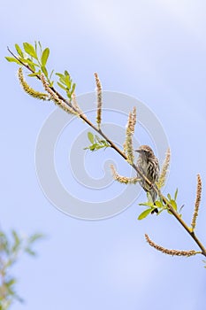 small song spearows eating the seeds out of a tree