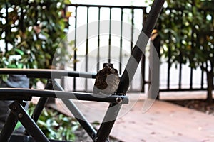 Small song Thrush Turdus philomelos on chair in the garden, bird sitting on the chair - Image