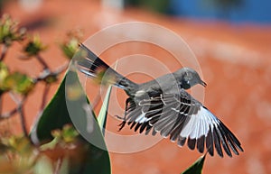 Northern Mockingbird in Flight