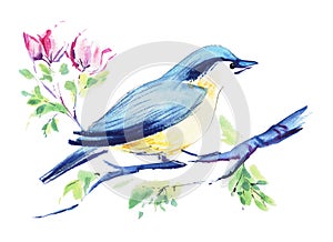 A small songbird sits on a branch. Blue and yellow belly bird. spring postcard. Hand painted watercolor illustration. Colorful dra