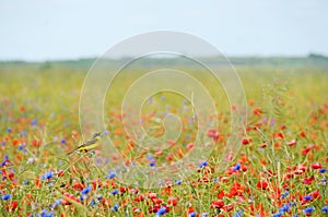 Small songbird in wild flowers