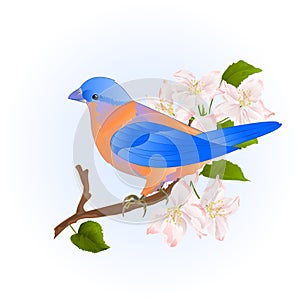 Small songbirdon Bluebird thrush on a branch apple tree vintage vector illustration editable