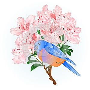 Small songbirdon Bluebird thrush and light pink rhododendron spring background vintage vector illustration editable