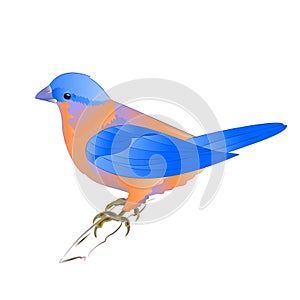 Small songbirdon Bluebird thrush on a white background vintage vector illustration editable