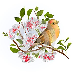 Small songbirdon thrush and branch white hibiscus spring background vintage vector illustration editable