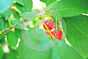 red, berry, fruit, cherry, tree, nature, green, plant, leaf, food, branch, ripe, berries, forest, summer, leaves, garden, bush, co