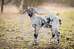 Small south african boer goat doeling portrait on nature