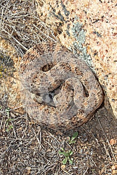 Southwestern Speckeld Rattlesnake Crotalus mitchellii pyyrhus coiled next to granite boulder photo