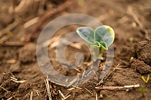 Small soybean plants growing in row in cultivated field