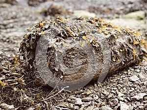 Small spacecraft hiding on the beach photo