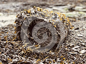 Small spacecraft hiding on the beach photo