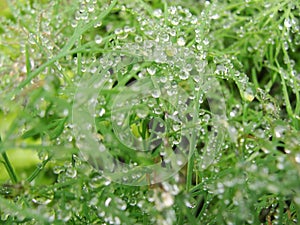 Small sparkling raindrops on thin green leaves of dill in the garden bed.