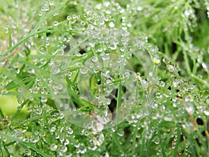 Small sparkling raindrops on thin green leaves of dill in the garden bed.