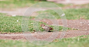 Small sparrow bird pecks grains, picking up crumbs from ground. A nimble chick