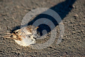 Small sparrow bird sits on asphalt
