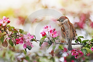 Small sparrow bird sits on a branch with pink flowers of an apple tree in a May sunny garden