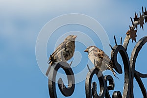 Small Sparrow Birds