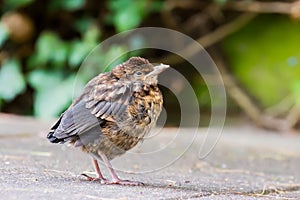 Small sparrow in garden