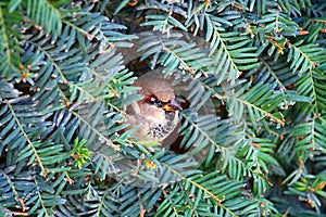 Small sparrow hidden