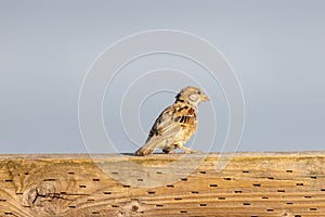 small sparrow perched on a fence post on a sunny day