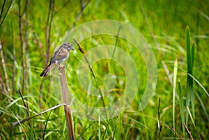 Small Sparrow Perched on Reed