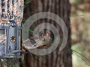 Small sparrow perches on a bird feeder.