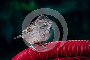 A small sparrow sits on a chair in Varedaro, Cuba.