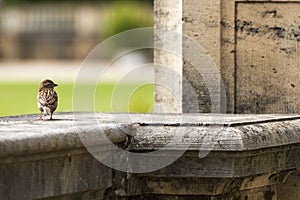 small sparrow sits on a large, baroque railing made of stone