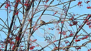 Small sparrow sits on tree branch and eats rowanberry in winter sunny day